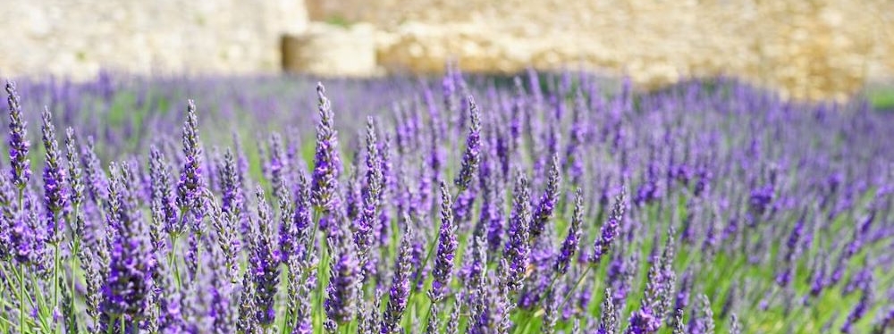 Drifts of Lavender