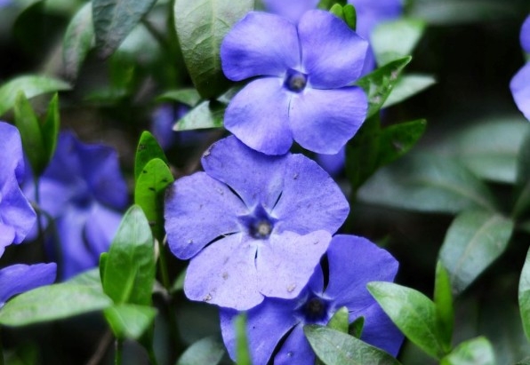 Periwinkle (Vinca minor)