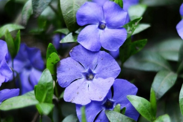 Periwinkle (Vinca minor)