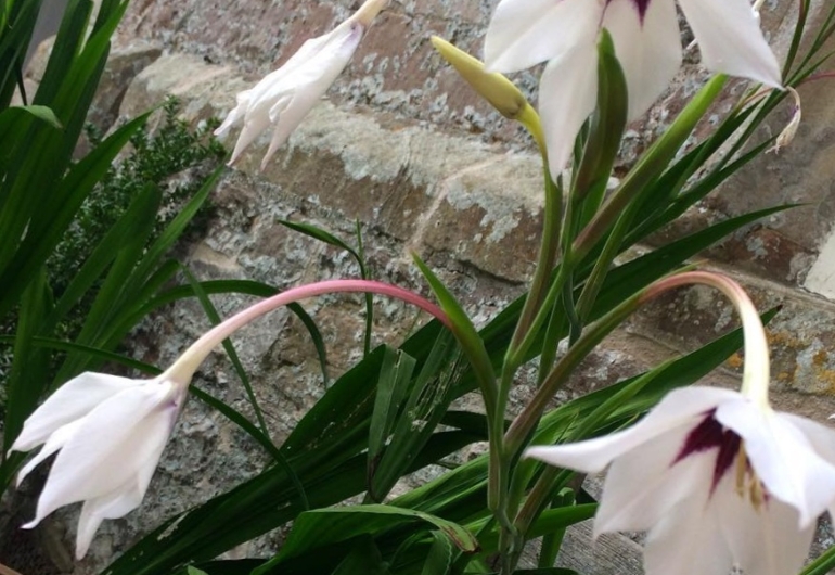 Acidanthera murielae - Peacock Lilies