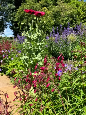 New border full of colour just a year after planting.