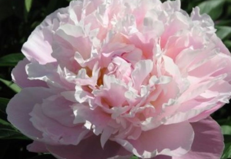 Paeonia lactiflora 'Neomie Demay'