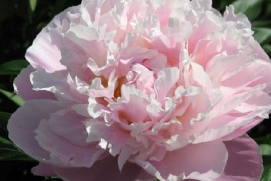 Paeonia lactiflora 'Neomie Demay'