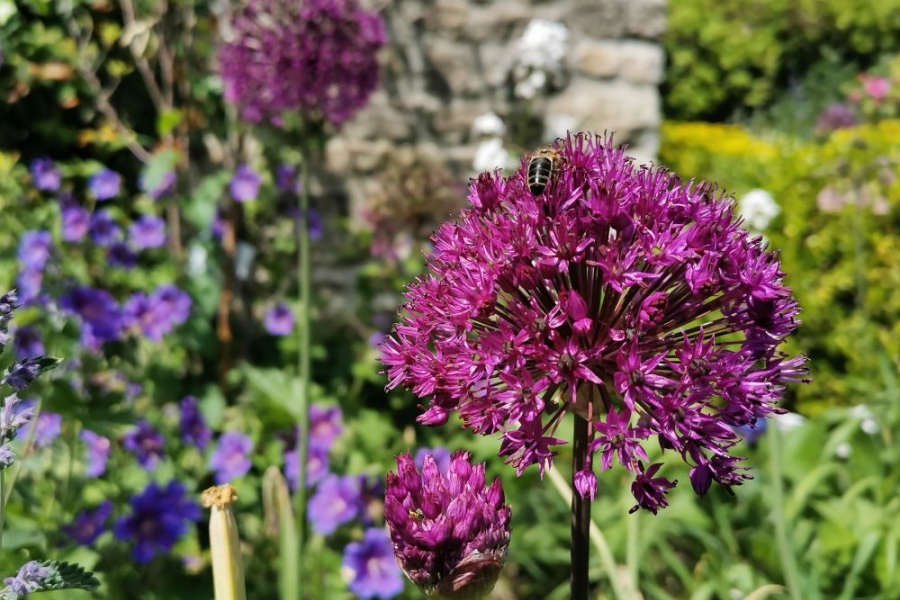 A bee enjoying the Alliums