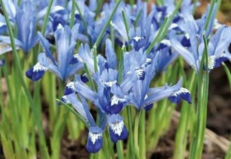 Iris recticulata 'Clariette'