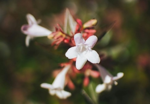 Abela x grandiflora 'Edward Goucher'