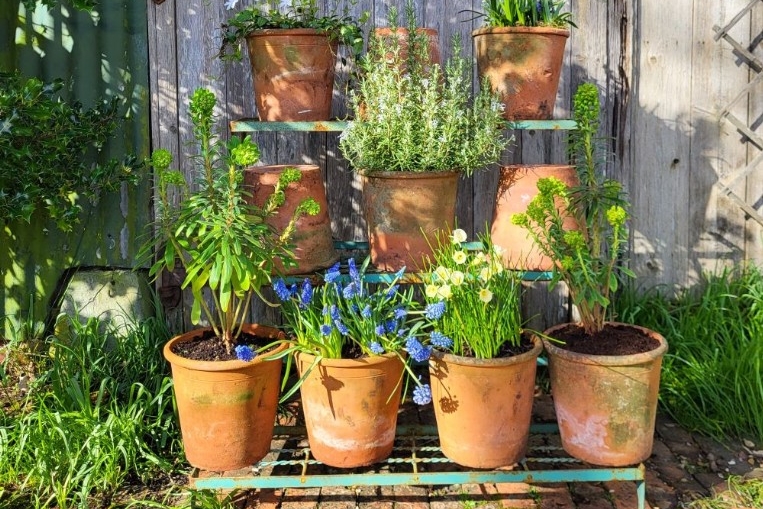 Planted here with early spring flowers - Vinca minor, Scilla,  Muscari, Euphorbia, Narcissus 'Artic Bells' and Rosemary